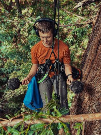 Los sonidos del interior de una secuoya
