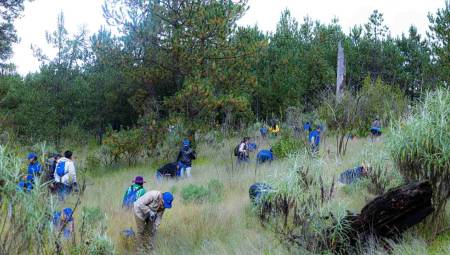 Epson impulsa programa de reforestación en México