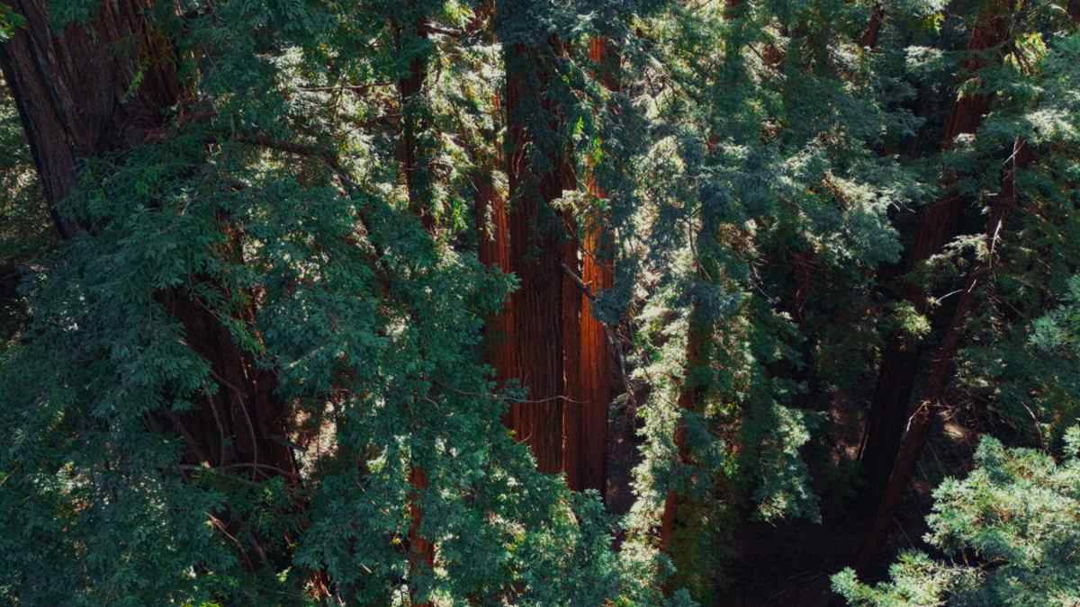 Capturing soundscape of the world's tallest trees